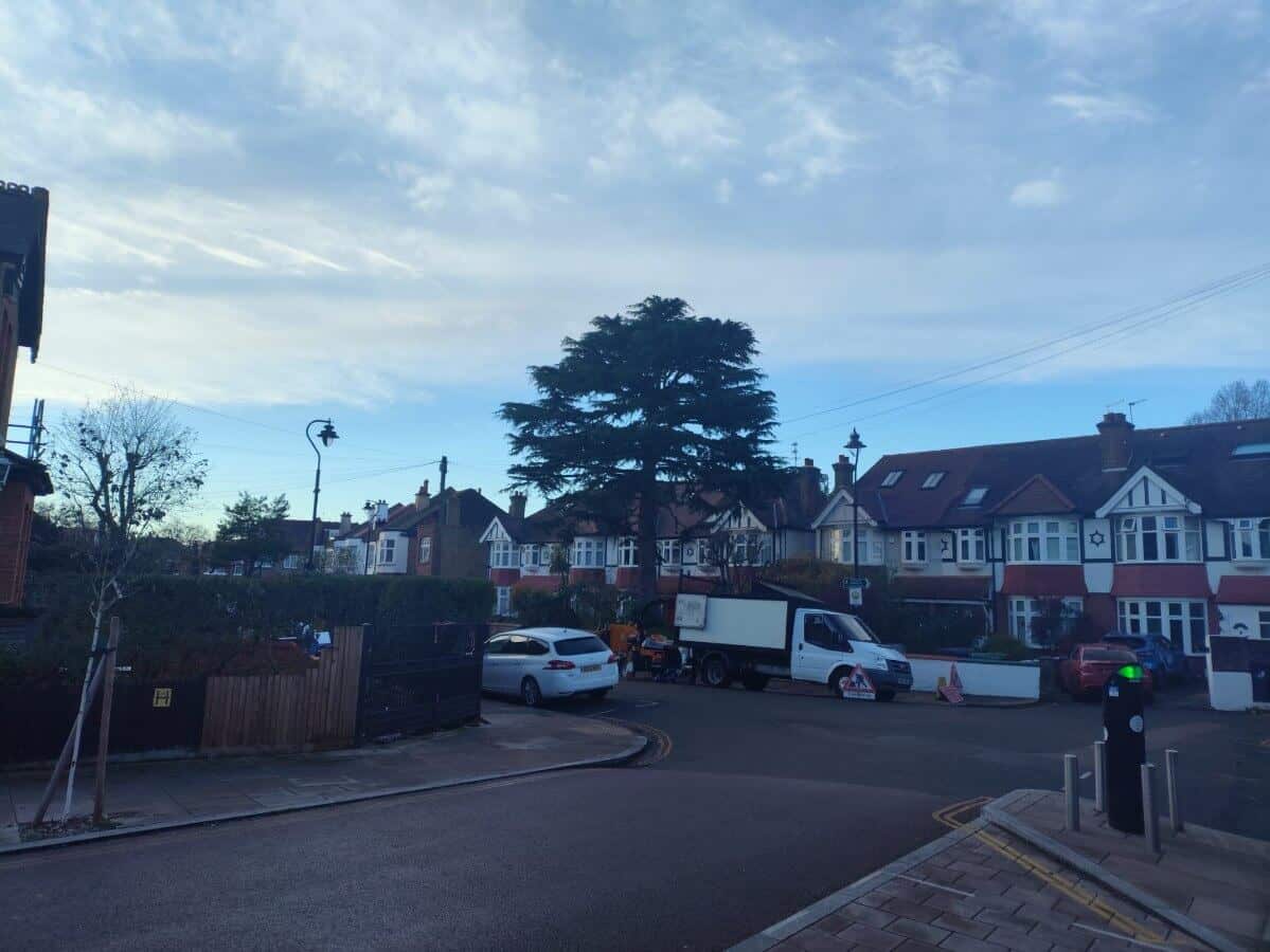 Allison Tree Surgery (2)